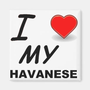 havanese love magnet
