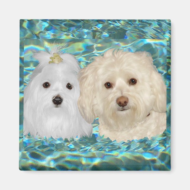 Havanese, Maltese on Turquoise Water Magnet (Front)