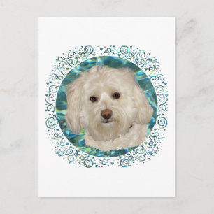 Havanese on Turquoise Water Postcard