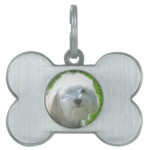 Havanese Pet Name Tag
