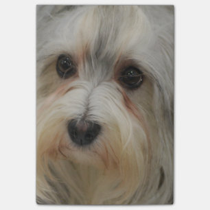 Havanese Post-it Notes