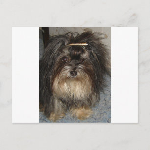 havanese postcard