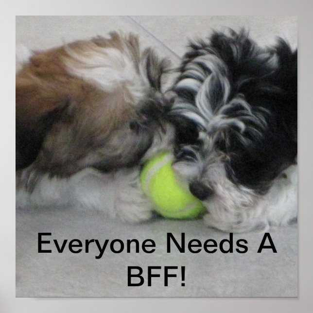 Havanese puppies - Friendship - BFF Poster (Front)