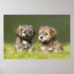 Havanese Puppies Poster
