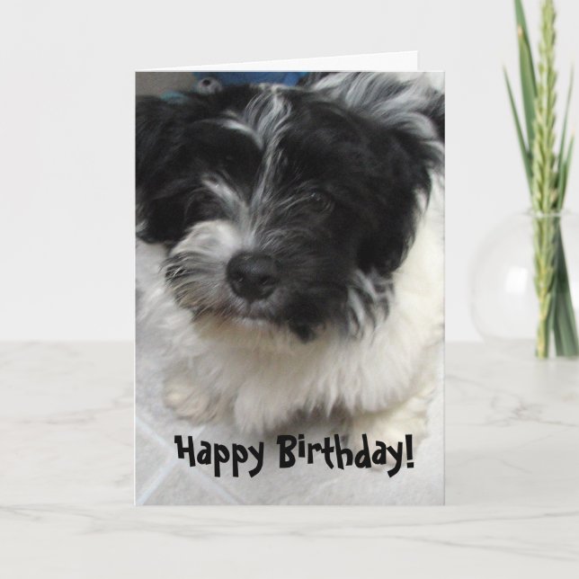 Havanese Puppy Birthday Card (Front)
