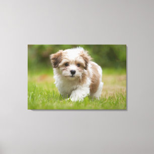 Havanese Puppy Canvas Print