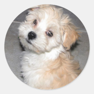 Havanese Puppy Classic Round Sticker