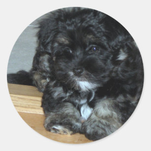 Havanese puppy classic round sticker
