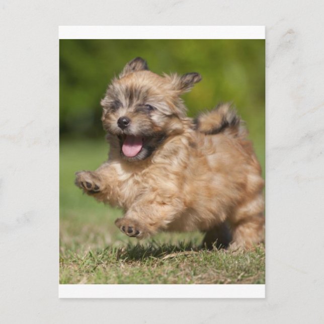 Havanese Puppy Gallops Across The Grass Postcard (Front)