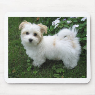 Havanese Puppy in the Garden Mouse Mat