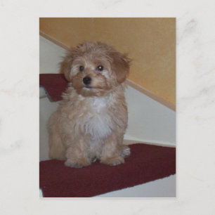 havanese puppy.png postcard