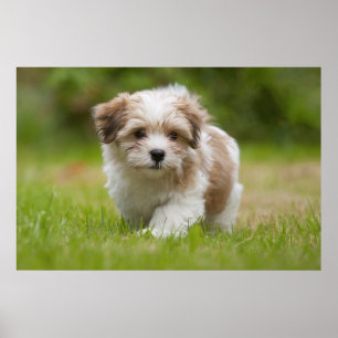 Havanese Puppy Poster