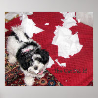 Havanese Puppy