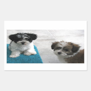 Havanese Rescue Puppies Black White Grey Rectangular Sticker
