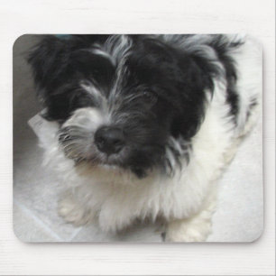 Havanese Rescue Puppy black and white Mouse Mat