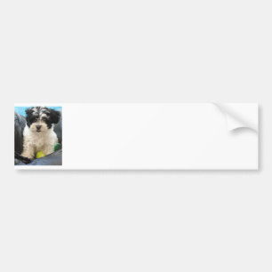 Havanese Rescue Puppy Black White Bumper Sticker