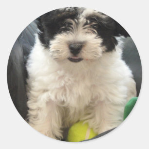 Havanese Rescue Puppy Black White Classic Round Sticker