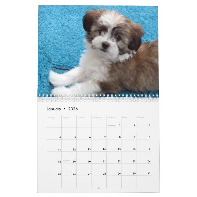 Havanese Rescue Puppy Calendar (Jan 2026)