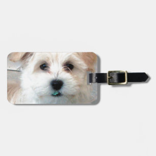 Havanese Rescue Puppy Tan funny green 'tooth' Luggage Tag