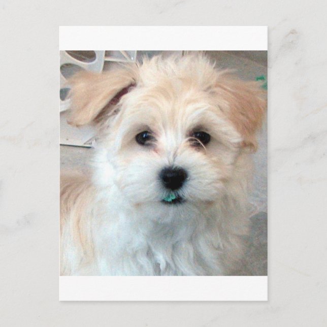 Havanese Rescue Puppy Tan funny green 'tooth' Postcard (Front)