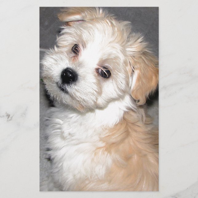 Havanese Rescue puppy tan white Stationery (Front)
