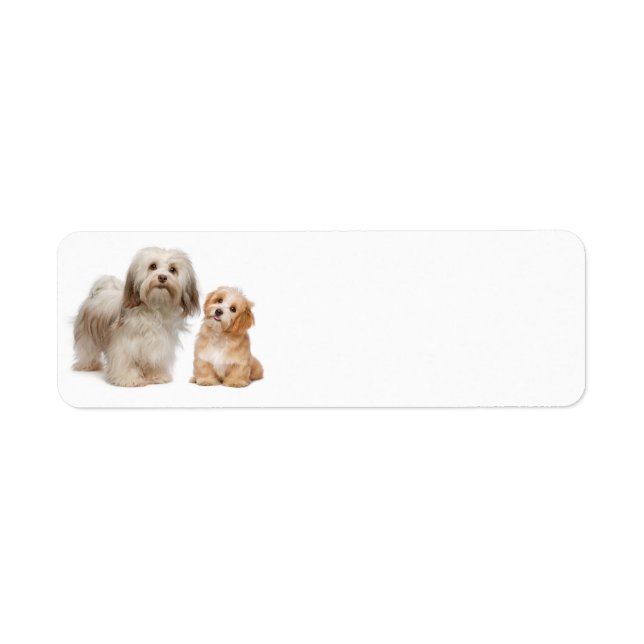Havanese Return Address Label (Front)