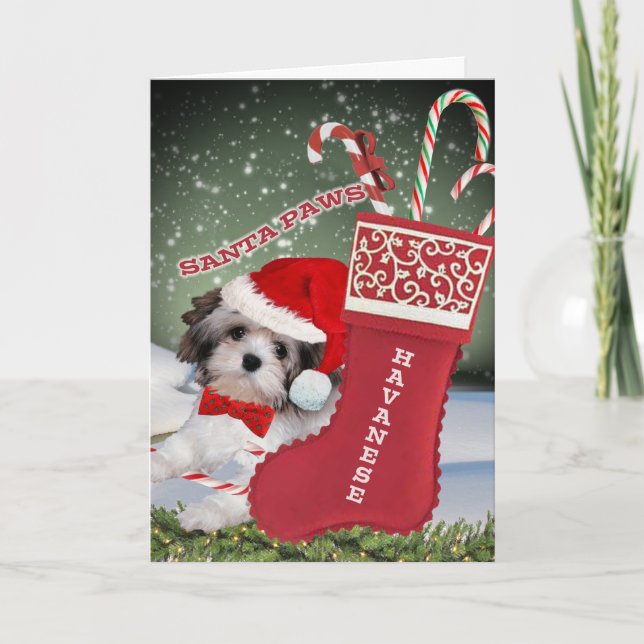 Havanese Santa Paws Cards (Front)