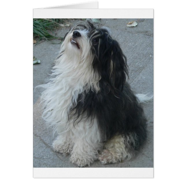 havanese_sitting.png (Front)