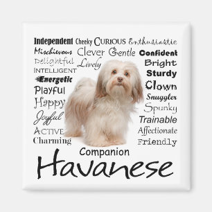 Havanese Traits Magnet