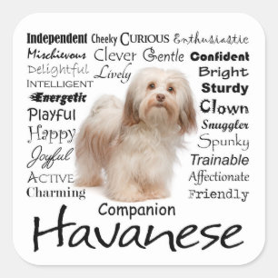 Havanese Traits Stickers