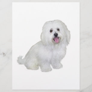 Havanese (white)