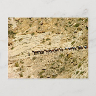 Havasu Canyon Pack Train Postcard