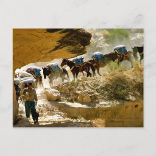 Havasu Canyon Pack Train Postcard