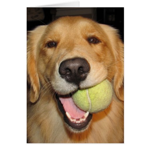 Image of Have a Ball!