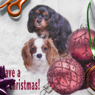 Have A Cavalier Christmas! CKCS Tissues Paper