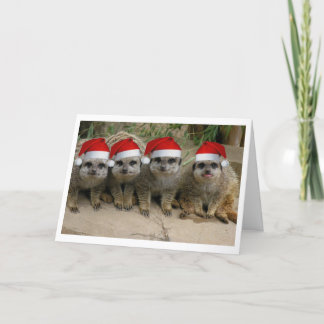 Have a Meerkat Christmas! Holiday Card