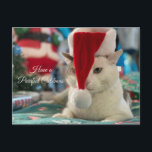 Have a Purrfect Catsmas Funny Christmas Cat  Holiday Postcard<br><div class="desc">Funny cat in Santa's hat</div>