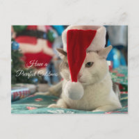 Have a Purrfect Catsmas Funny Christmas Cat