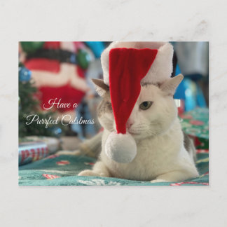 Have a Purrfect Catsmas Funny Christmas Cat  Holiday Postcard
