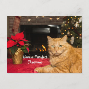 Have a Purrfect Christmas Cute Orange Cat Holiday Postcard
