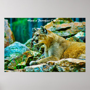 Have a Purrrfect Christmas Poster