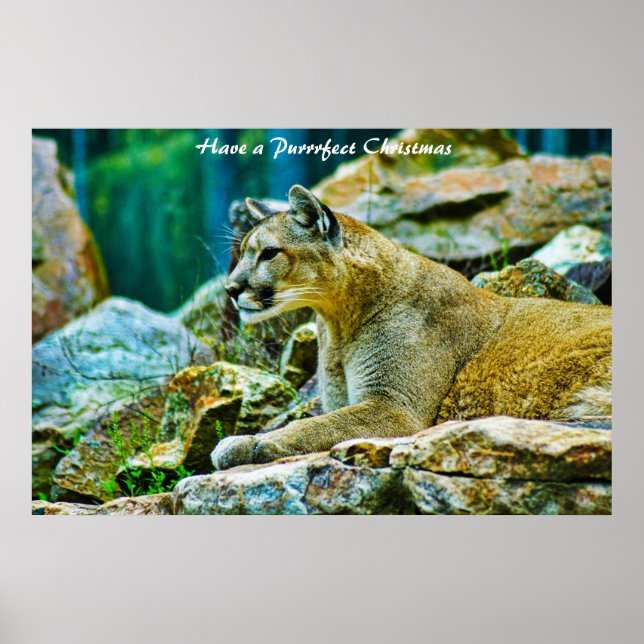 Have a Purrrfect Christmas Poster (Front)