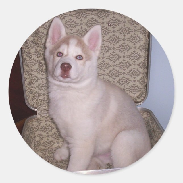 Have Siberian, will travel Classic Round Sticker (Front)