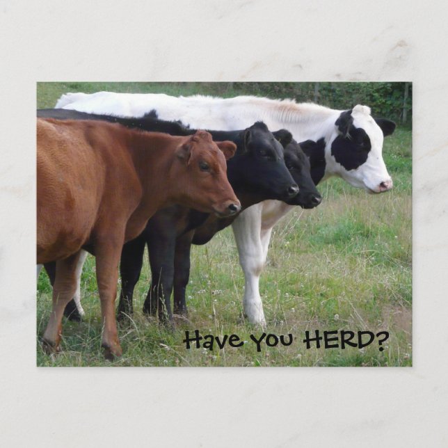 Have you HERD? Three Cows Postcard (Front)