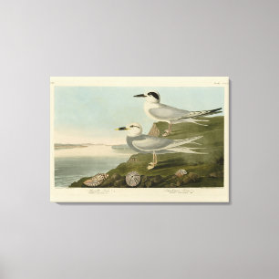 Havell's & Trudeau's Tern Audubon Birds of America Canvas Print