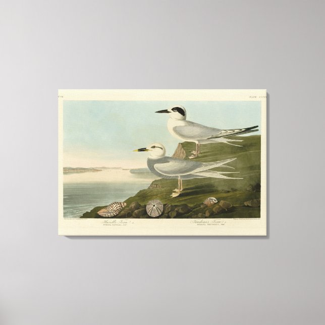 Havell's & Trudeau's Tern Audubon Birds of America Canvas Print (Front)