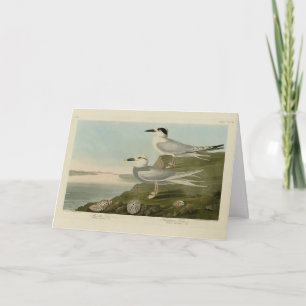 Havell's & Trudeau's Tern Audubon Birds of America Card