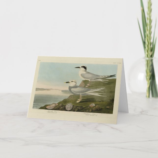 Havell's & Trudeau's Tern Audubon Birds of America Card (Front)