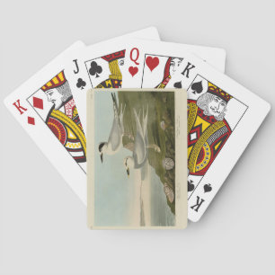 Havell's & Trudeau's Tern Audubon Birds of America Playing Cards