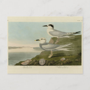 Havell's & Trudeau's Tern Audubon Birds of America Postcard